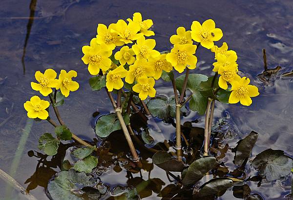 Caltha palustris