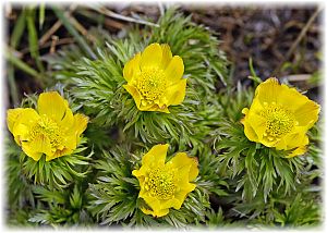 Caltha polypetala