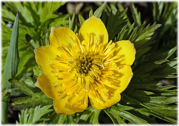 Caltha polypetala