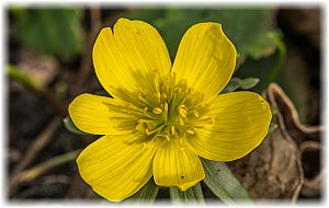 Eranthis hyemalis