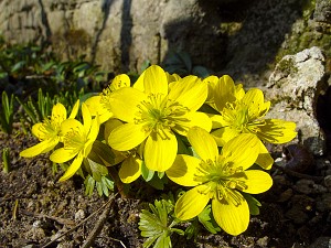 Eranthis hyemalis