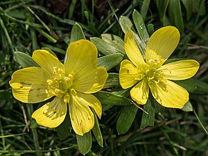 Eranthis hyemalis