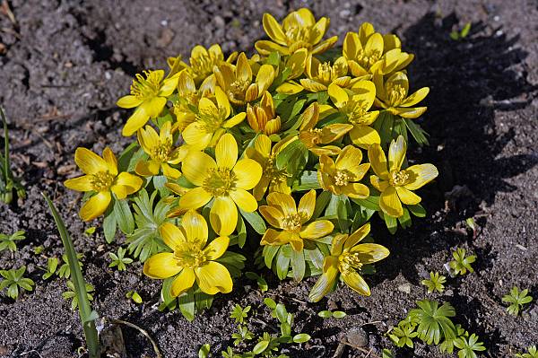 Eranthis hyemalis