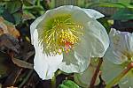 Helleborus niger