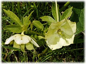 Helleborus orientalis