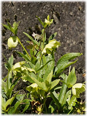 Helleborus orientalis