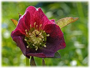 Helleborus orientalis