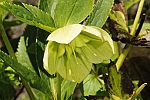 Helleborus orientalis