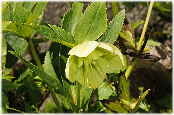 Helleborus orientalis