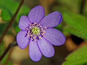 Hepatica nobilis