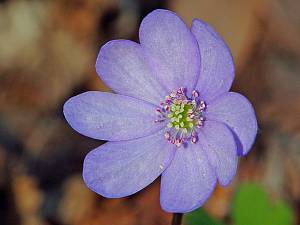 Hepatica nobilis