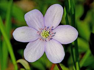 Hepatica nobilis