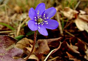 Hepatica nobilis