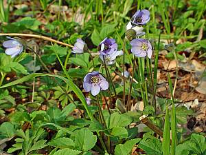 Hepatica nobilis