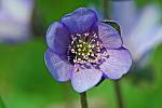 Hepatica nobilis