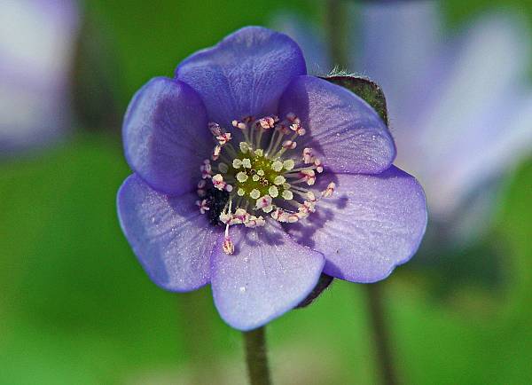 Hepatica nobilis