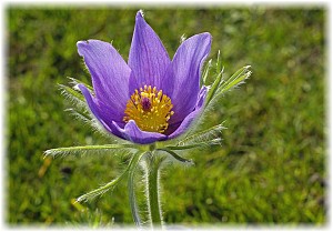 Pulsatilla vulgaris