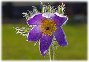 Pulsatilla vulgaris