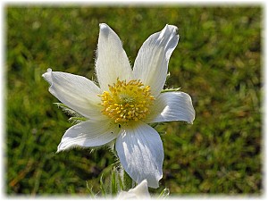 Pulsatilla vulgaris