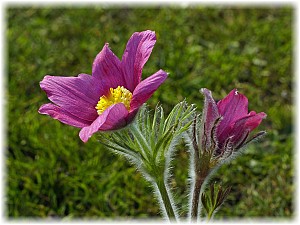 Pulsatilla vulgaris