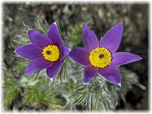 Pulsatilla vulgaris