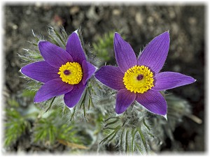 Pulsatilla vulgaris