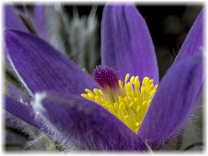 Pulsatilla vulgaris