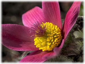 Pulsatilla vulgaris