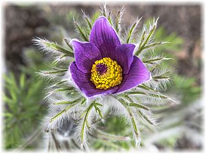 Pulsatilla vulgaris