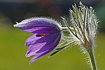 Pulsatilla vulgaris