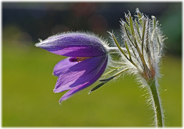 Pulsatilla vulgaris