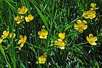 Ranunculus acris