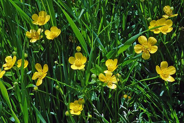 Ranunculus acris