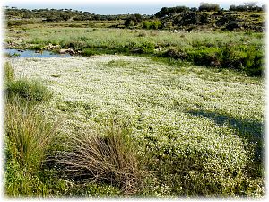 Ranunculus aquatilis