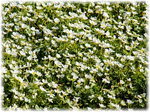 Ranunculus aquatilis