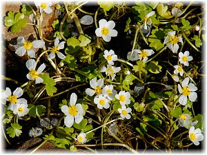 Ranunculus aquatilis