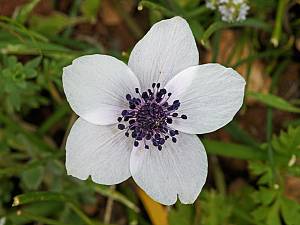 Ranunculus asiaticus