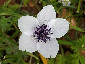 Ranunculus asiaticus