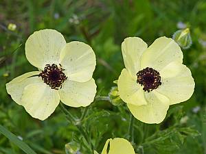 Ranunculus asiaticus