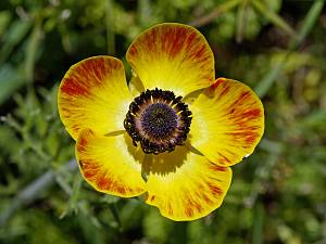 Ranunculus asiaticus