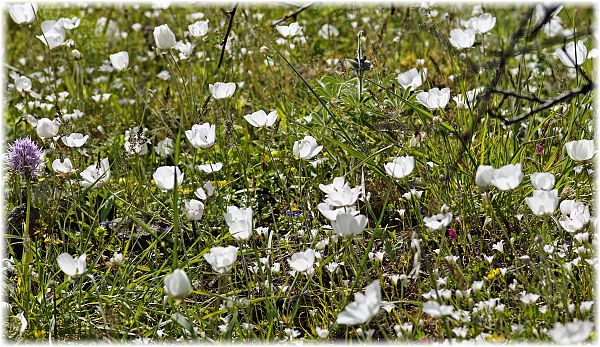 Ranunculus asiaticus var. albus