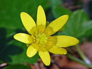 Ranunculus ficaria