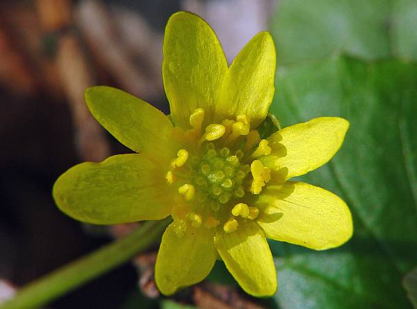 Ranunculus ficaria