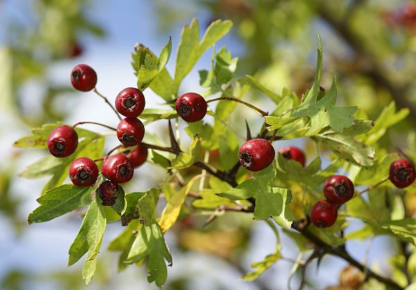 Crataegus monogyna