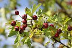 Crataegus monogyna