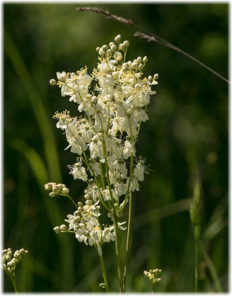 Filipendula ulmaria