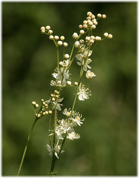 Filipendula ulmaria