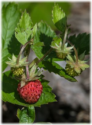 Fragaria vesca