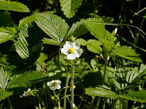 Fragaria vesca