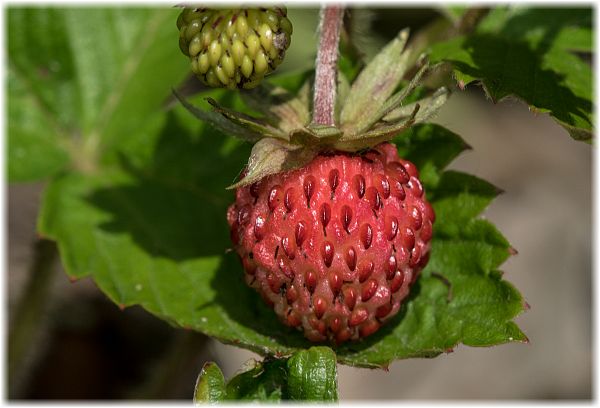 Fragaria vesca